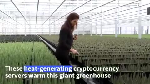 Farm in the Netherlands uses bitcoin mining to keep stable temperature inside the greenhouse