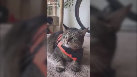 these cats can speak better than the most hooman