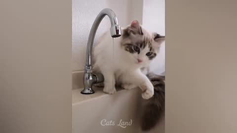 Funny cats Laughter