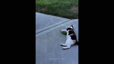 Funny Cats and Dogs