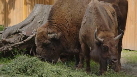 American bison or American buffalo. North American species of bison