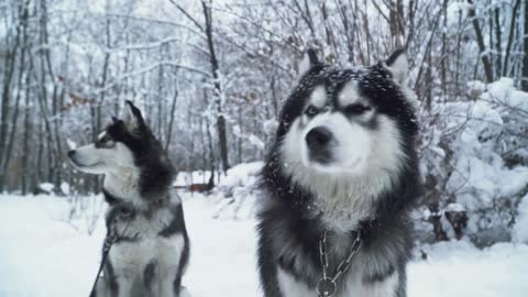 Two beautiful husky with iron collars sitting on the snow in the park. Dogs on a winter walk