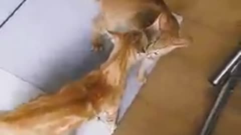 CAT FITTING 🤣