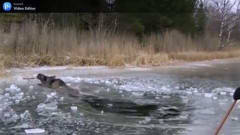 Man successfully rescue a big moose from frozen river.mp4