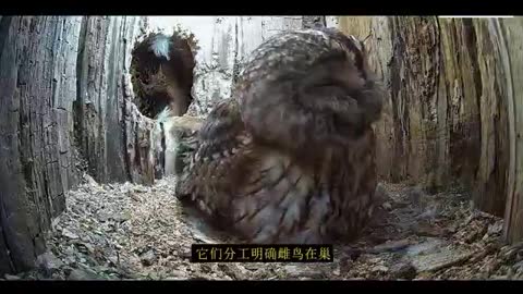 owl in tree hole