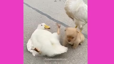 Funny Cats 🐶 Video 2021 Funny Animals😂 Compilation Tiktok ! Cute baby Dogs Cats -CuteAnimalsWorld