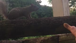 Cute squirrel eats from my hands.