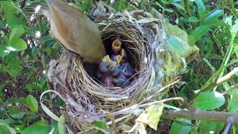 Bird hatching and brooding (HD)