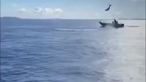 Small boat survives shark jump in Australia