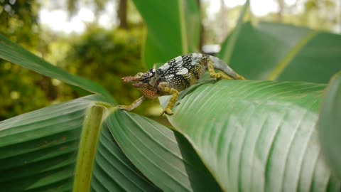 Chameleo trying to ride on leaves