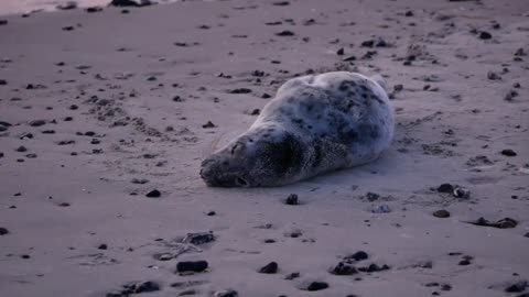 sea doggo..