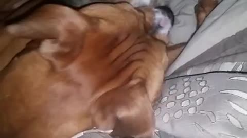 Pitbull vs. Cat Round 2