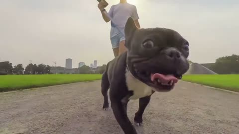 Funny dog face running with his friend