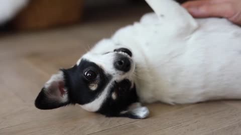 Funny Cute Dogs Videos #14
