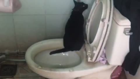 Surprising! My kitty can use toilet