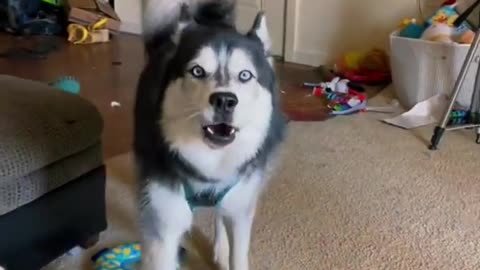 dog funny video