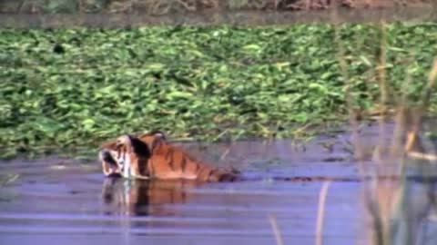 Moments When Big Cats Face the Crocodile