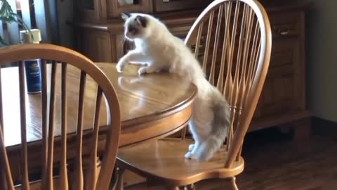 cat vary funny video