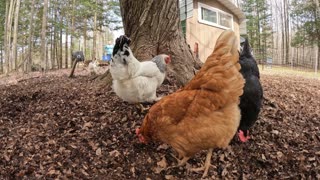 chicken eat eggs time lapse