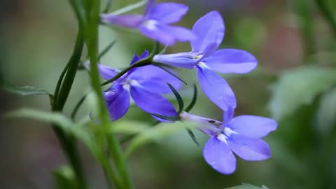 BlueBell Blossom
