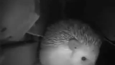 The hedgehog sneezed and broke the house :D