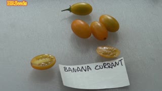 Banana Currant Tomato | Solanum lycopersicum Var. pimpinellifolium | Tomato Review