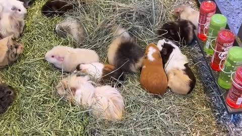 Happy piggies