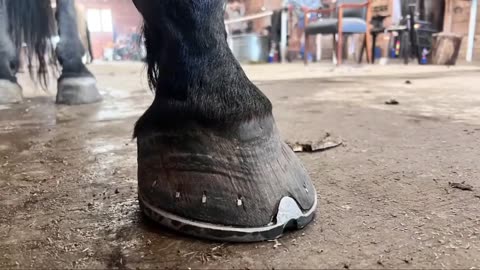 How to Put a Horseshoe on a Horse | Expert Farrier Techniques and Tips