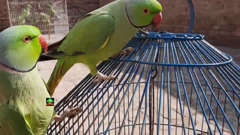 Two Beauties Mitthu And Tiger - Mitthu And Tiger Dancing And Talking - Parrot Talking In Urdu Hindi_