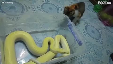 Cat gives a curious welcome to his friend the snake