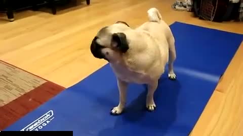 Yoga dog