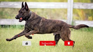 Male Dutch Shepherd VS Female Dutch Shepherd Compare and Contrast