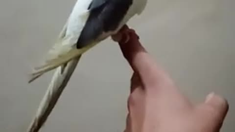 A Training Parrot Stand On The Hand