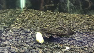 Plecos and other bottom feeders love green beans