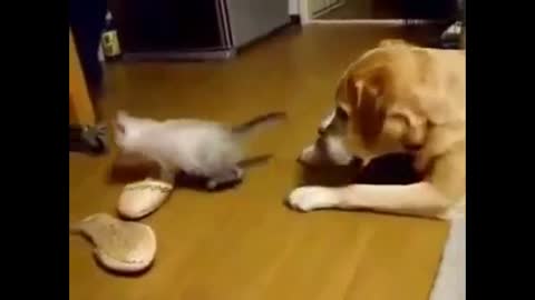 Little Cat Funny Jump Attack