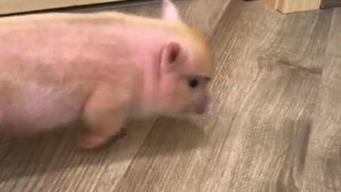 Baby Perci pig