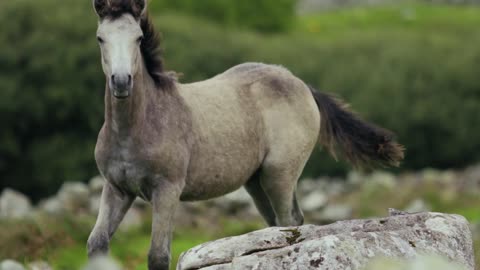 A Beautiful Half White Horse showing his Stund