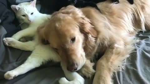 The cat and dog harmony together