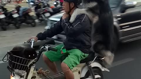 Dog and Owner Piggyback Motorcycle Ride