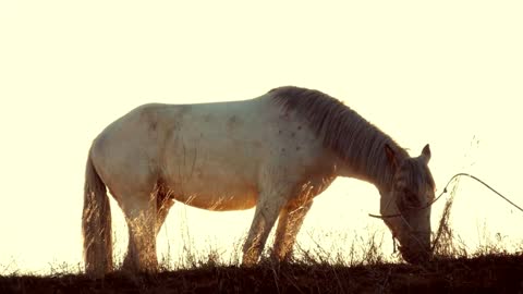 Beautiful horse eating grass on sunny summer evening on meadow