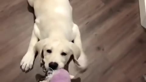 Cutest & So Funny Labrador Puppies