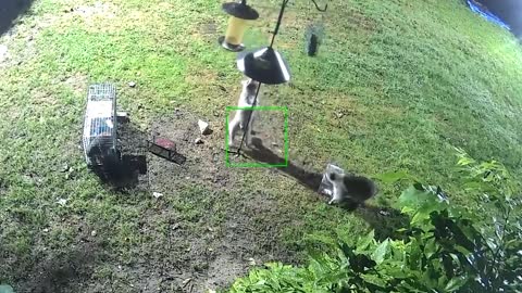 Raccoons Dance on the Bird Feeder