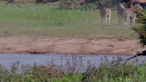 Epic Hunting Moments By Huge And Merciless Crocodiles..