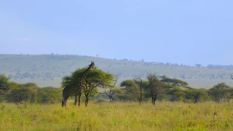 Herd of giraffes moving towards woods in african park