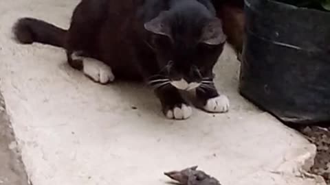 Black cat get's a mouse