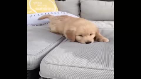 Funniest & Cutest Golden Retriever Puppies