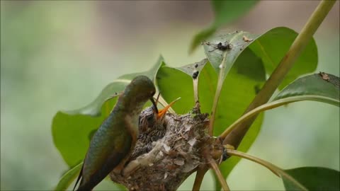 Have you ever seen a hummingbird feeding its babies?