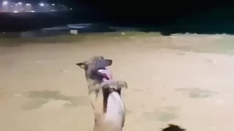 This dancing dog will make your day!