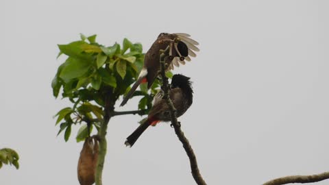 This Two Bird Are Very Carefull About Thear Beauty