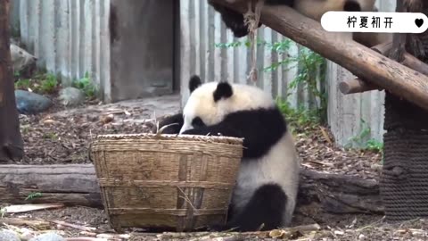 The giant panda plays, this action is too difficult